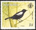 Seychelles Magpie-robin (Copsychus seychellarum)
